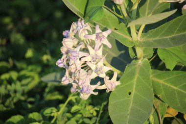 Çiçek açmış kalotropis dev çayına yakın durun.