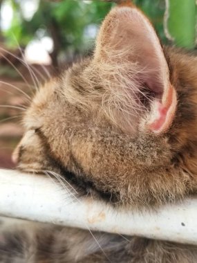 Bir turuncu kedi yemek yedikten sonra tembelleşiyor.