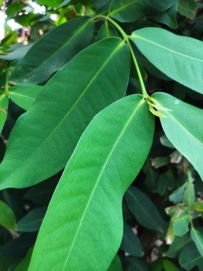 Genç yeşil yaprakların dokusunu kapat