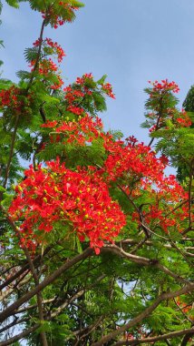 close up of a Red flamboyant flower or fire flamboyant or delonix regia in full bloom clipart