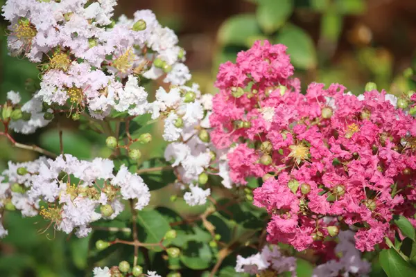 Japon bungur çiçeğini kapat ya da lagerstroemia indica ya da mikro kiraz çiçeğini pembe ve beyaz çiçeklerle 