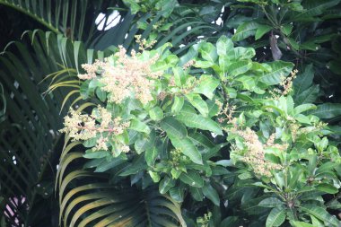Evin önündeki bulanık arkaplanlı Sambucus Nigra çiçekleri