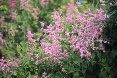 Birçok çiçek açan gelin gözyaşları ya da antigonon çiçekleri