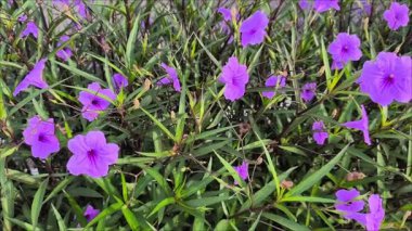 Mor Ruellia Tuberosa Çiçekleri Rüzgarda Dans Ediyor