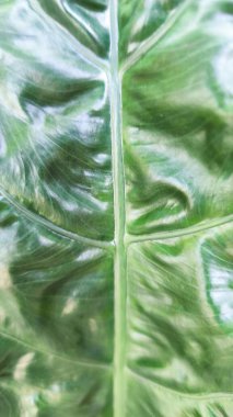 Duvar kağıdı için uygun yeşil yaban yapraklarını kapat