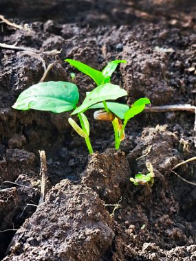 Geçmişi bulanık taze fasulye tohumları.