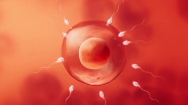 Sperm ve yumurta hücresinin birleşimi..