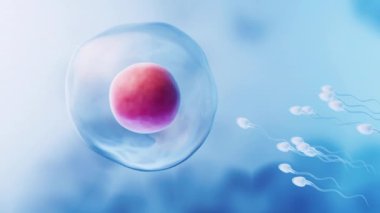 Sperm ve yumurta hücresinin birleşimi..