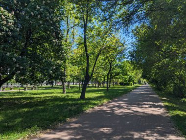 Baharda parkta yeşil ağaçlar.