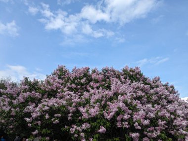 Bahçedeki güzel çiçekler