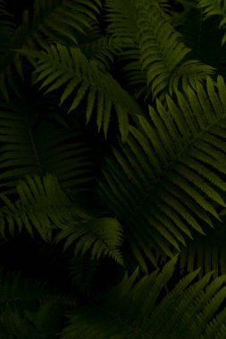 yeşil yapraklar arka plan, bitki örtüsü