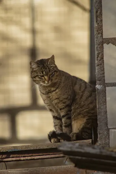 Bir kedinin portresi