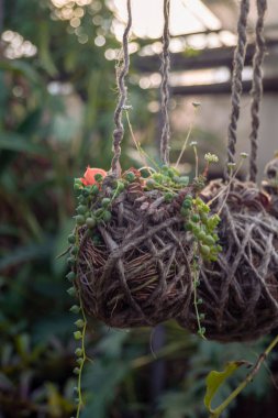 Bir kaktüse yakın.