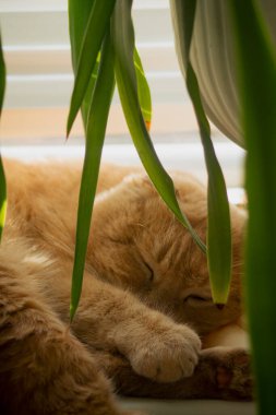 Güzel kırmızı kedi pencere eşiğinde yatıyor.