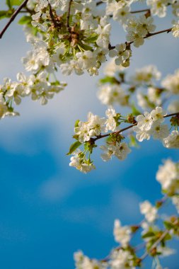 Çiçek açmış kiraz ağacı.