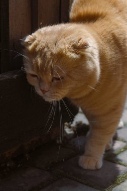 Yeşil yapraklar ve koyu arkaplan ile çevrili sarı merkezli tek bir beyaz çiçek. Çiçeğin beş taç yaprağı ve altında hafif bir sarkık olan sarı bir merkezi vardır..