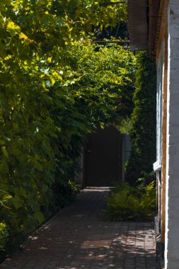 Yeşil yapraklar ve koyu arkaplan ile çevrili sarı merkezli tek bir beyaz çiçek. Çiçeğin beş taç yaprağı ve altında hafif bir sarkık olan sarı bir merkezi vardır..