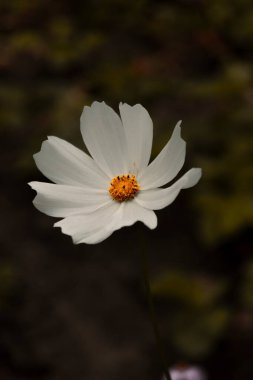 Yeşil yapraklar ve koyu arkaplan ile çevrili sarı merkezli tek bir beyaz çiçek. Çiçeğin beş taç yaprağı ve altında hafif bir sarkık olan sarı bir merkezi vardır..