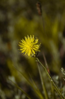 Tarlada karahindiba çiçeği
