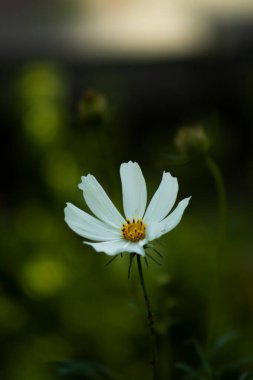 Güzel beyaz çiçek arkaplanının yakın görüntüsü