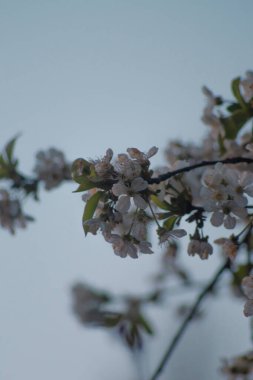 Güzel botanik fotoğrafı, doğal duvar kağıdı.