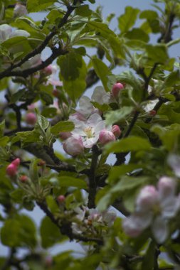 Güzel çiçekler, çiçek konsepti