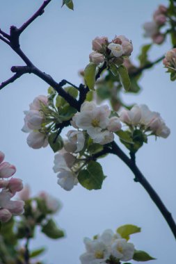 Güzel botanik fotoğrafı, doğal duvar kağıdı.