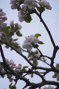 Baharda kiraz çiçekleri, flora