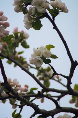 İlkbaharda kiraz çiçeği