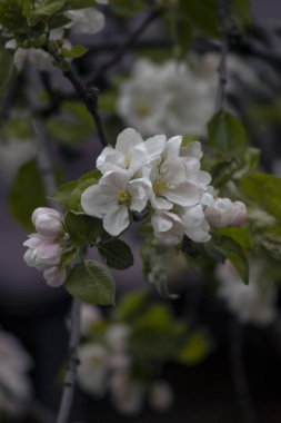 Bahçedeki güzel çiçekler