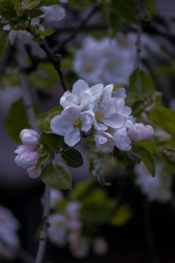 Bahçedeki güzel çiçekler
