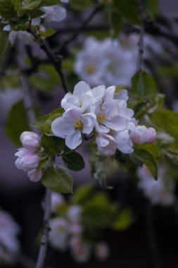 Bahçede beyaz çiçekler