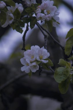 Güzel botanik fotoğrafı, doğal duvar kağıdı.