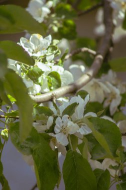 Güzel botanik fotoğrafı, doğal duvar kağıdı.