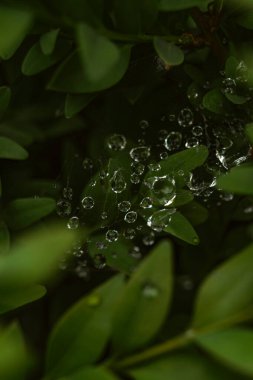 Yaprağın üzerine su damlası