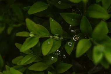 Ormanda yeşil yapraklar