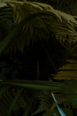 Ormanda yeşil yosun