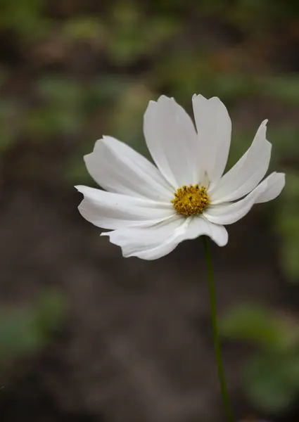 Bahçedeki güzel beyaz çiçek