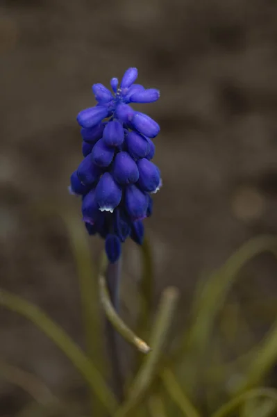 Güzel botanik fotoğrafı, doğal duvar kağıdı.