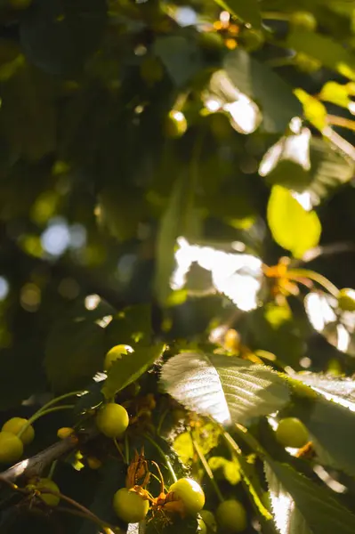bir ağaç dalında yeşil yapraklar