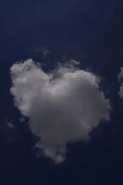 Yeşil yapraklar ve koyu arkaplan ile çevrili sarı merkezli tek bir beyaz çiçek. Çiçeğin beş taç yaprağı ve altında hafif bir sarkık olan sarı bir merkezi vardır..