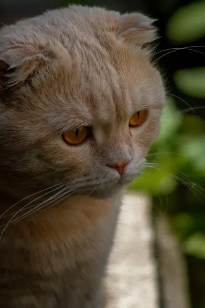 Şirin bir kedinin portresi