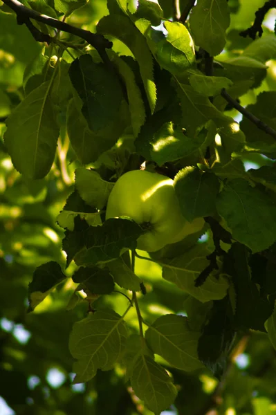 Parktaki yeşil ağaç