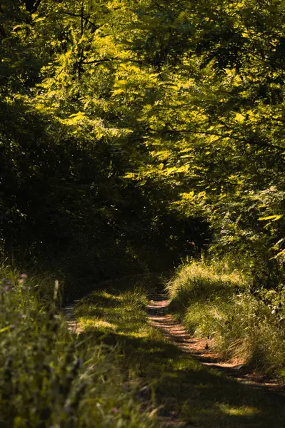 Ormanda yeşil çimenler