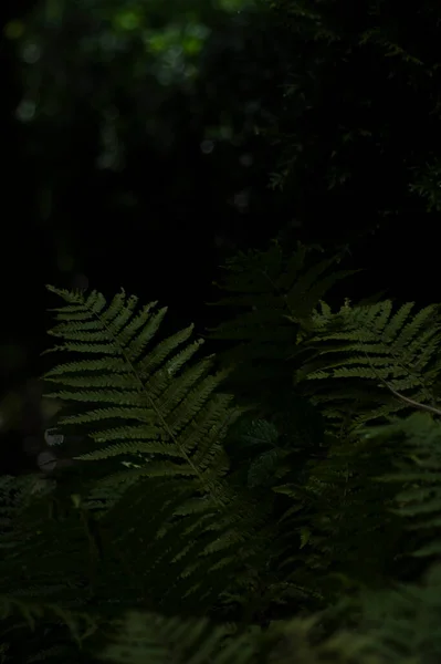 Güzel yeşil orman sabah