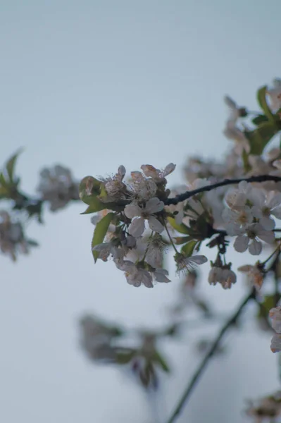 Güzel botanik fotoğrafı, doğal duvar kağıdı.