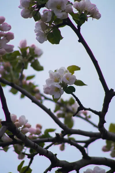 Baharda kiraz çiçekleri, flora