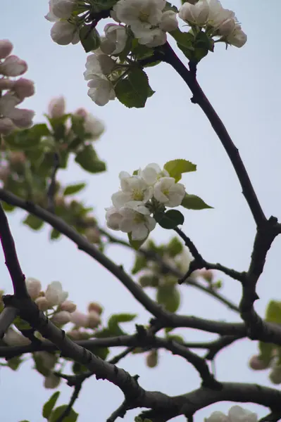 İlkbaharda kiraz çiçeği