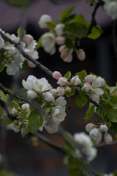 Güzel botanik fotoğrafı, doğal duvar kağıdı.
