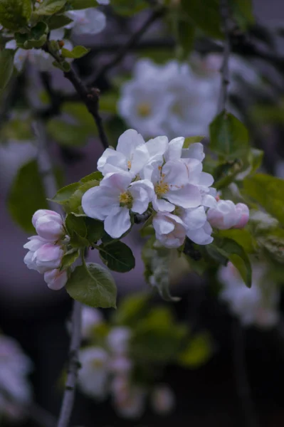 Bahçede beyaz çiçekler